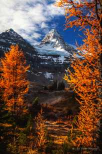 Larches and Mt. Assiniboine-1404